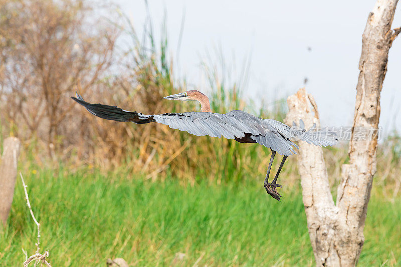 非洲飞镖(Anhinga rufa)